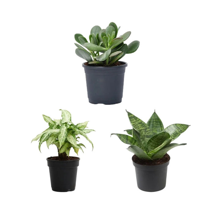 Mood Booster / De-stress Table Top / Office Desk Plants