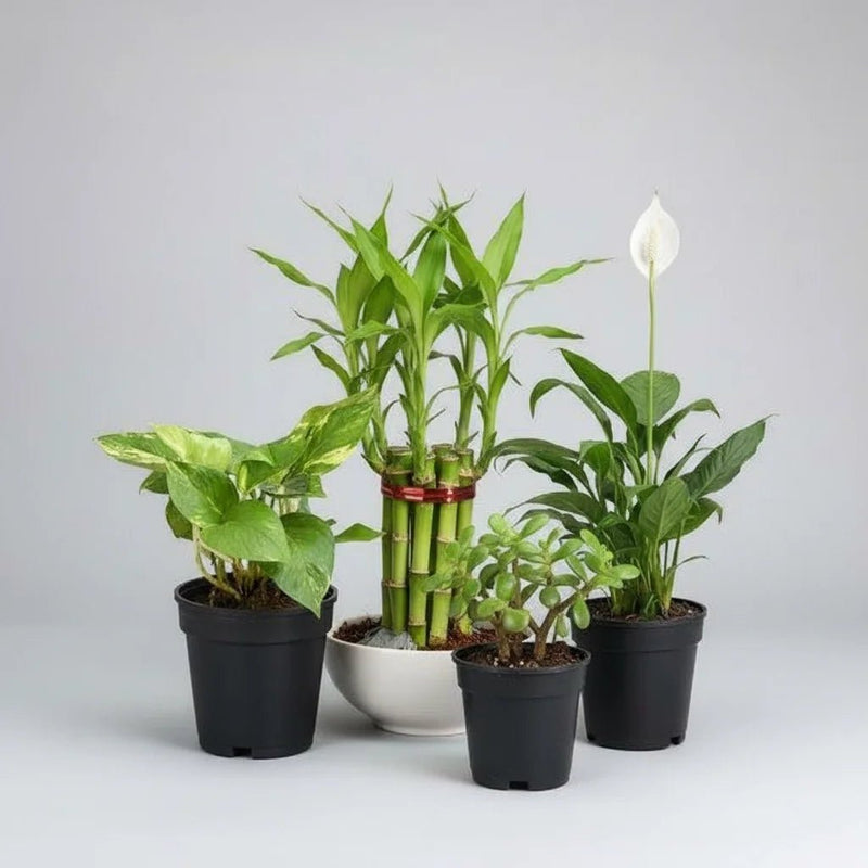 Top 4 Plants to Bring Goodluck and Prosperity