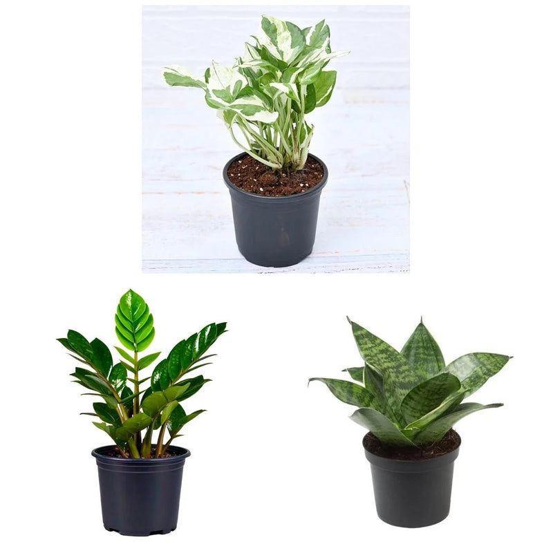 Top 3 Marvelous Air Purifier Plants for Bedroom