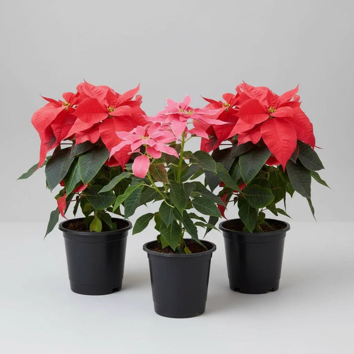 Poinsettia, Christmas Flower ( Pack of 3 ) Plants
