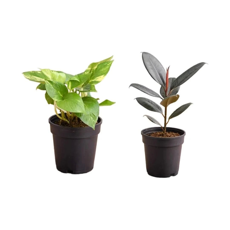 Top 2 Air Purifier Plants for Indoor