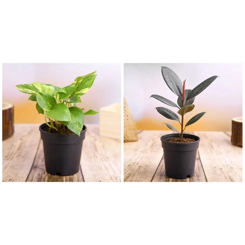 Top 2 Air Purifier Plants for Indoor