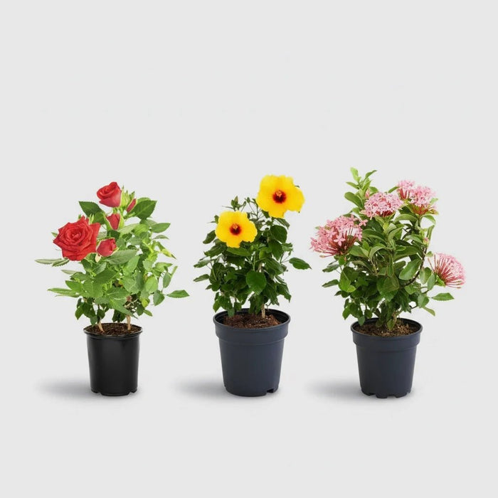 Top 3 Plants for Beautiful Flowers