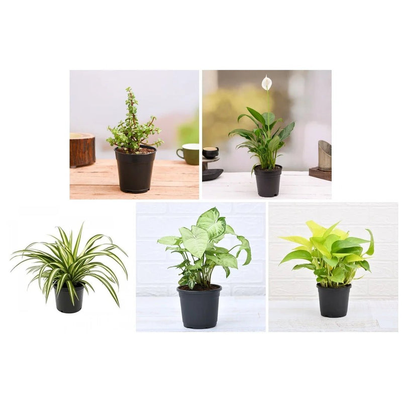 Plant Pack For Healthy Home-Office