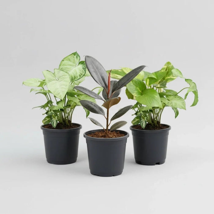 Low Maintenance Indoor Plants for Home Decoration