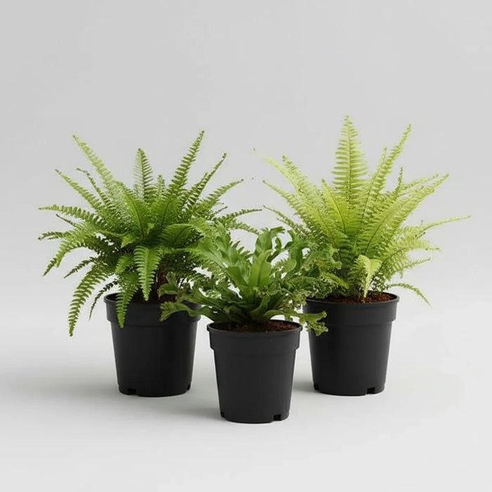 Best 3 Ferns for Indoor Plant Decor