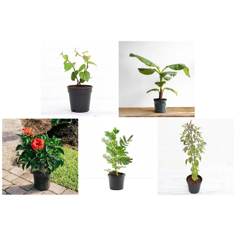 Best 5 Auspicious Plants for Ganesh Pooja