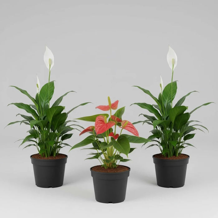 Top 3 Flowering Indoor Plants to Purify Air