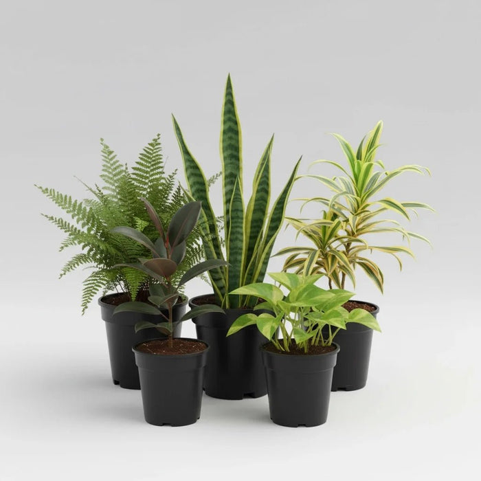 Top 5 Easiest to Grow Plants