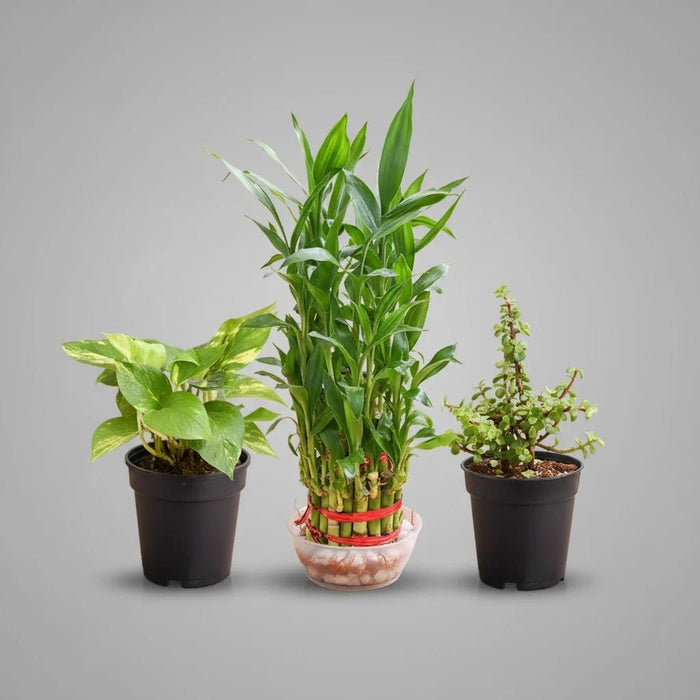 Lohri Special Plants for Good Luck