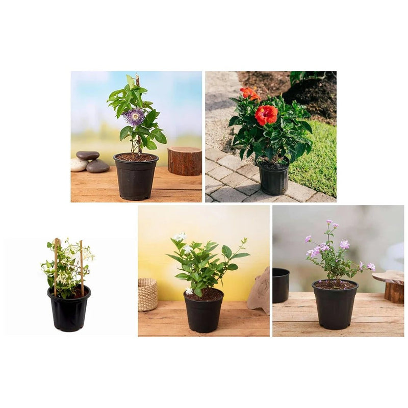 Top 5 Plants for Butterflies