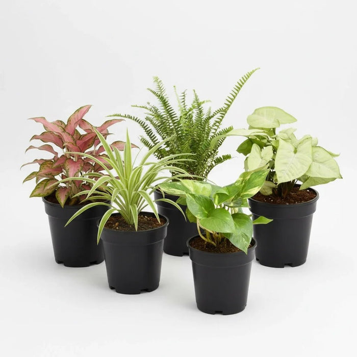 Natural Air Purifier Plants for Summer Cooling