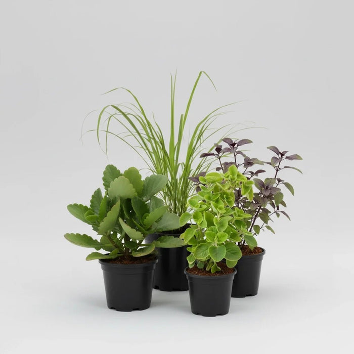 Top 4 Plants For Healthy Homes