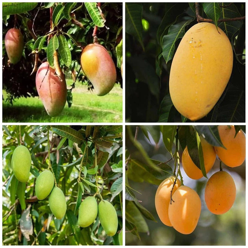 Mango (Pack of 5) - Plant