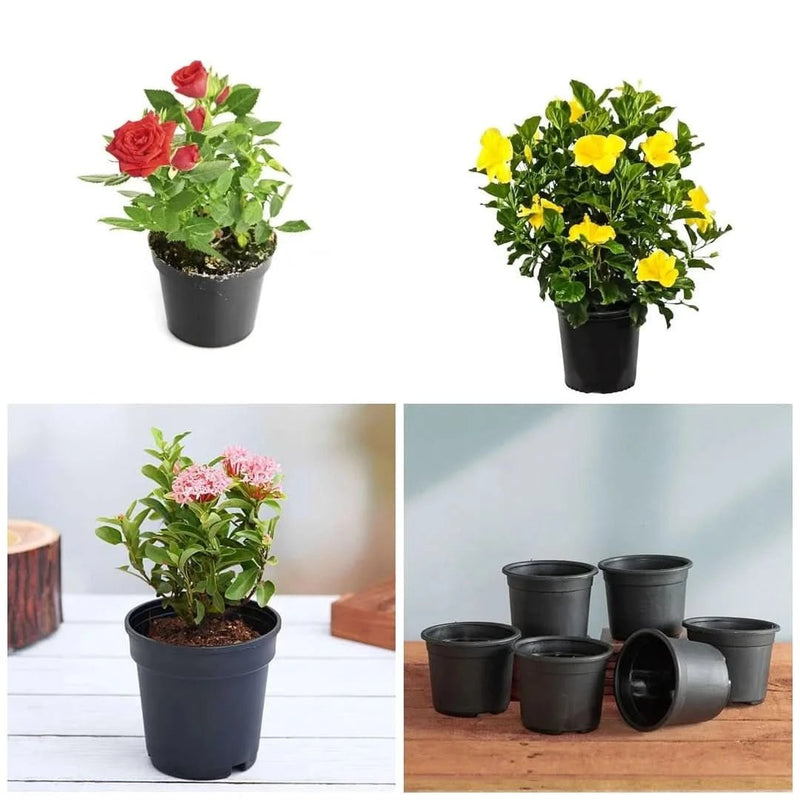 Top 3 Plants for Beautiful Flowers