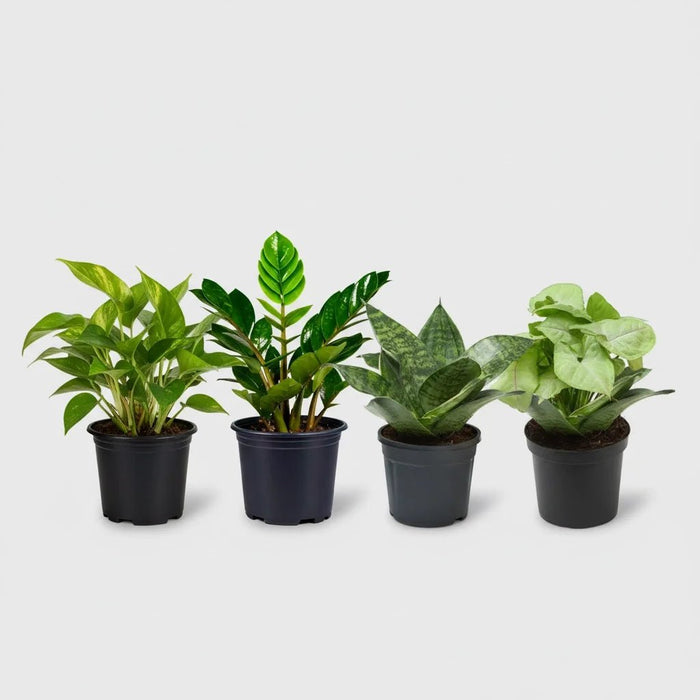 Independence Day Special (4 Plants Pack)