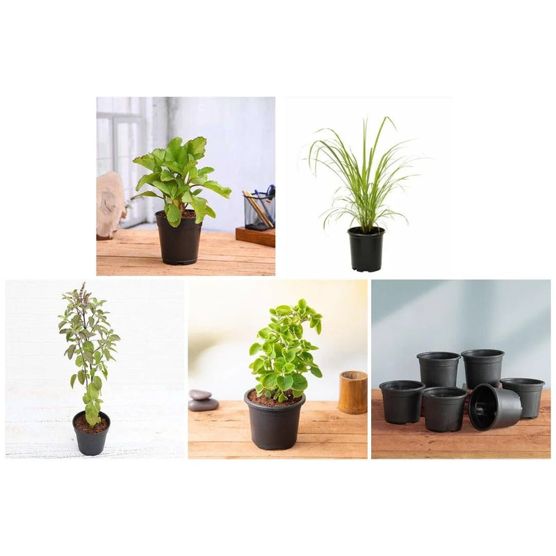 Top 4 Plants For Healthy Homes