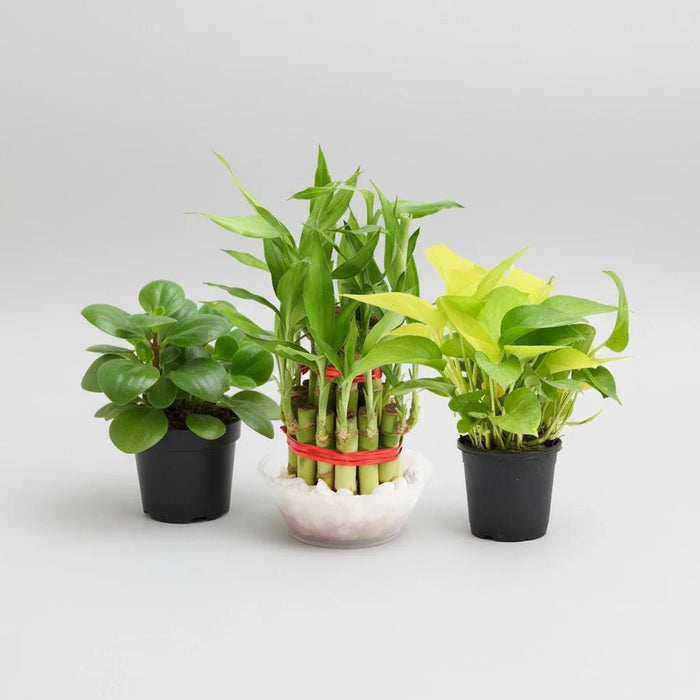 Set of 3 Small Plants for Luck