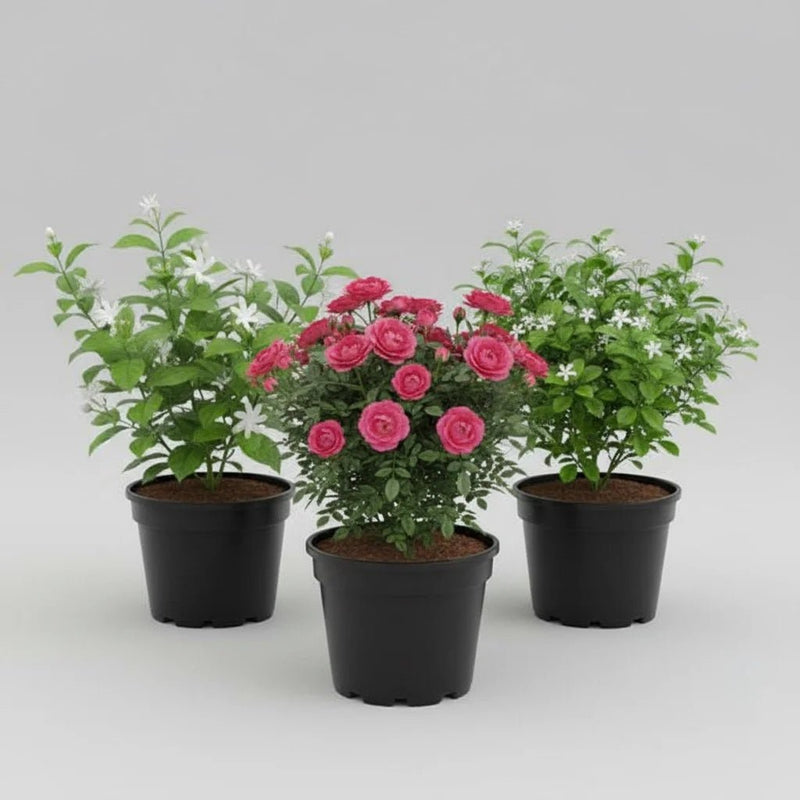 Top 3 Aromatic Plants