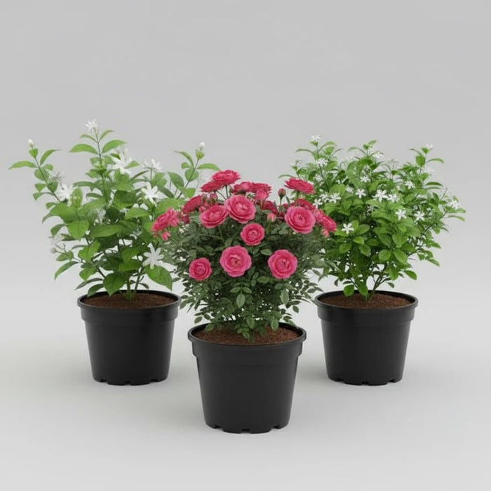 Top 3 Aromatic Plants