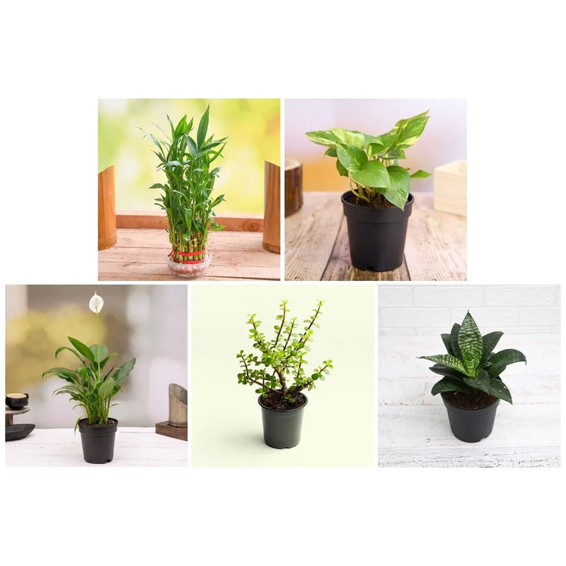 Top 5 Plants to Bring Goodluck