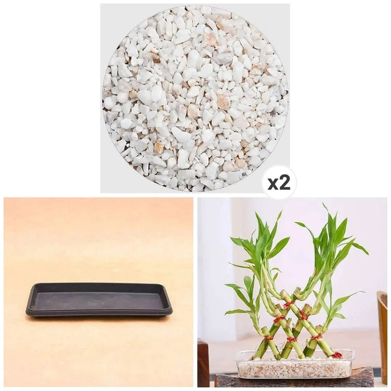 3 Layer Pyramid Lucky Bamboo in a Tray with Pebbles