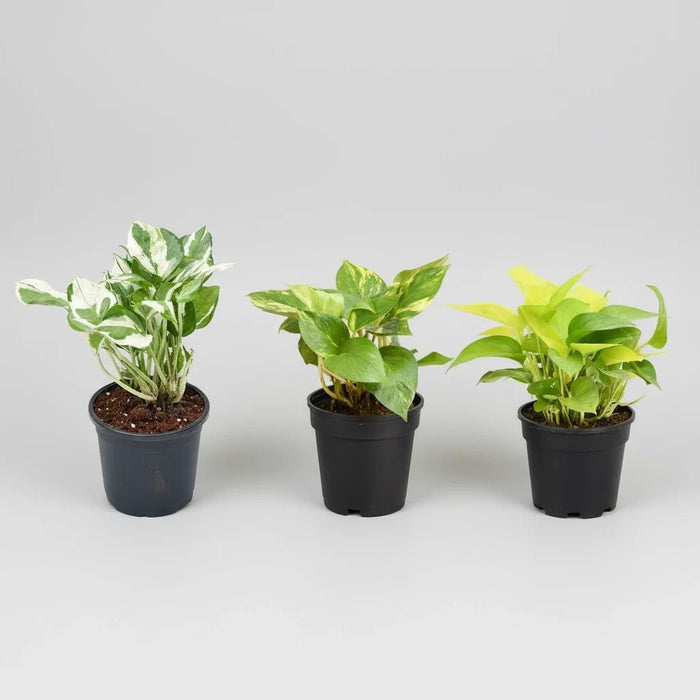 money plant price in india Buy Money Plant, Scindapsus ( Pack of 3)