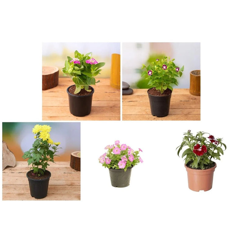 Beautiful Flowers of the Season