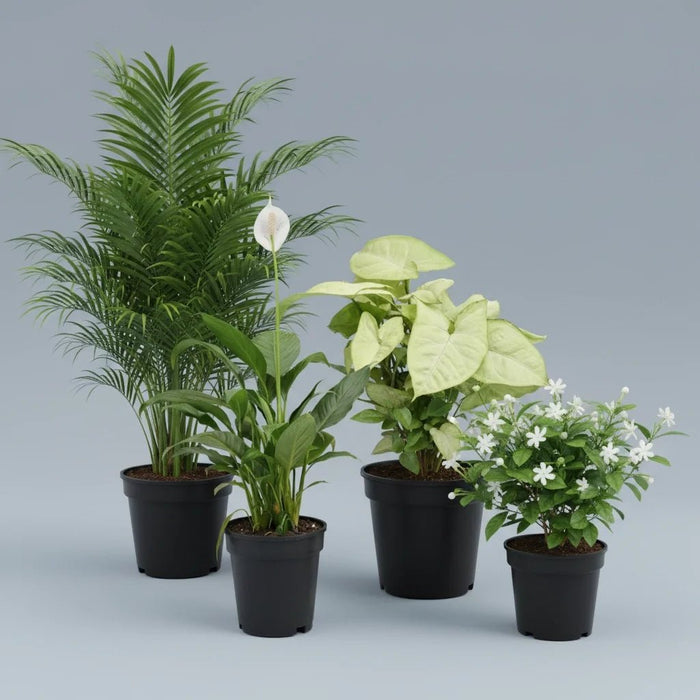 Winter Special Top 4 Air Purifier Plants Pack