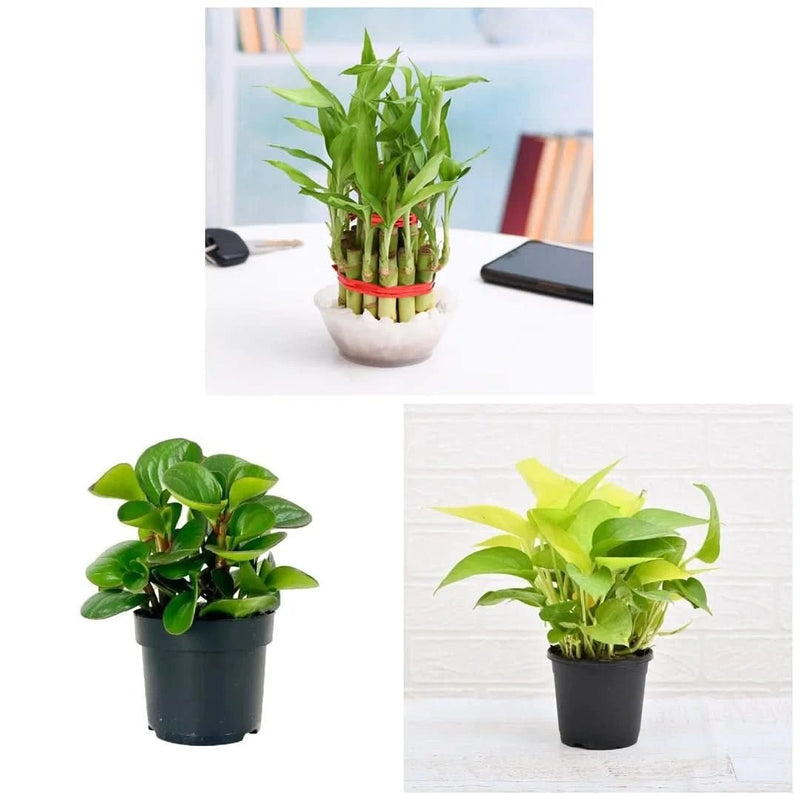 Set of 3 Small Plants for Luck