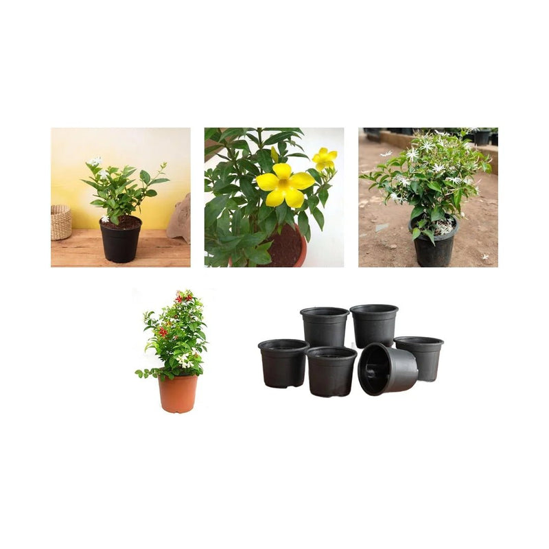 Top 4 All Year Flowering Plants Pack