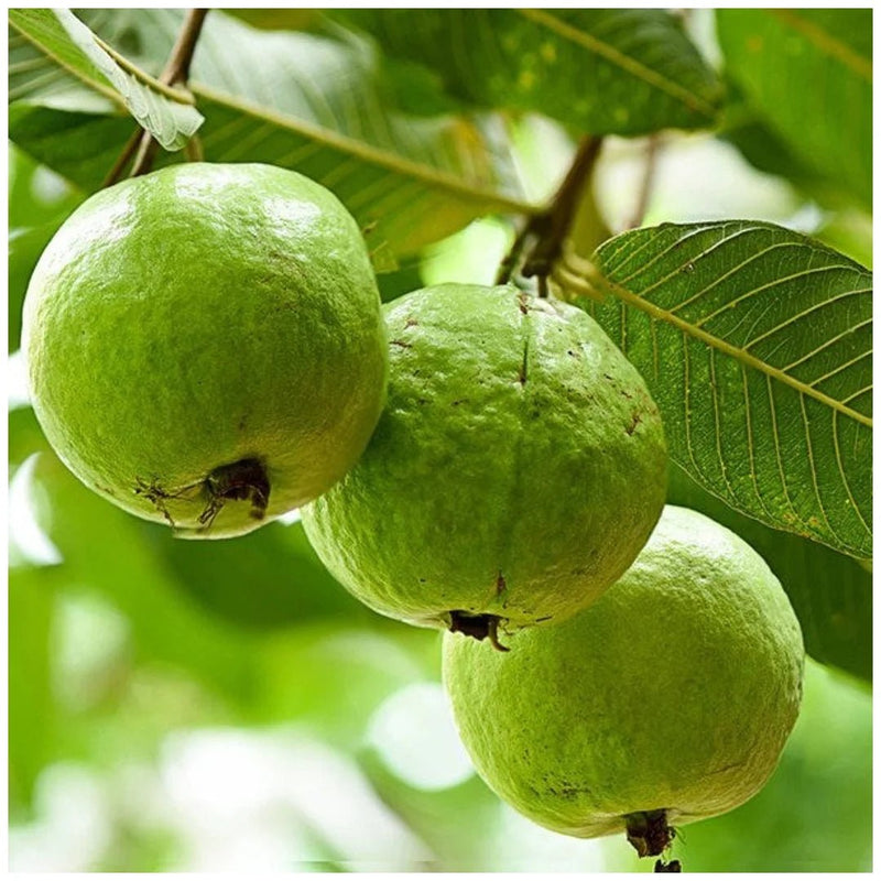 Top 3 Fruit Plants to Grow in Pots