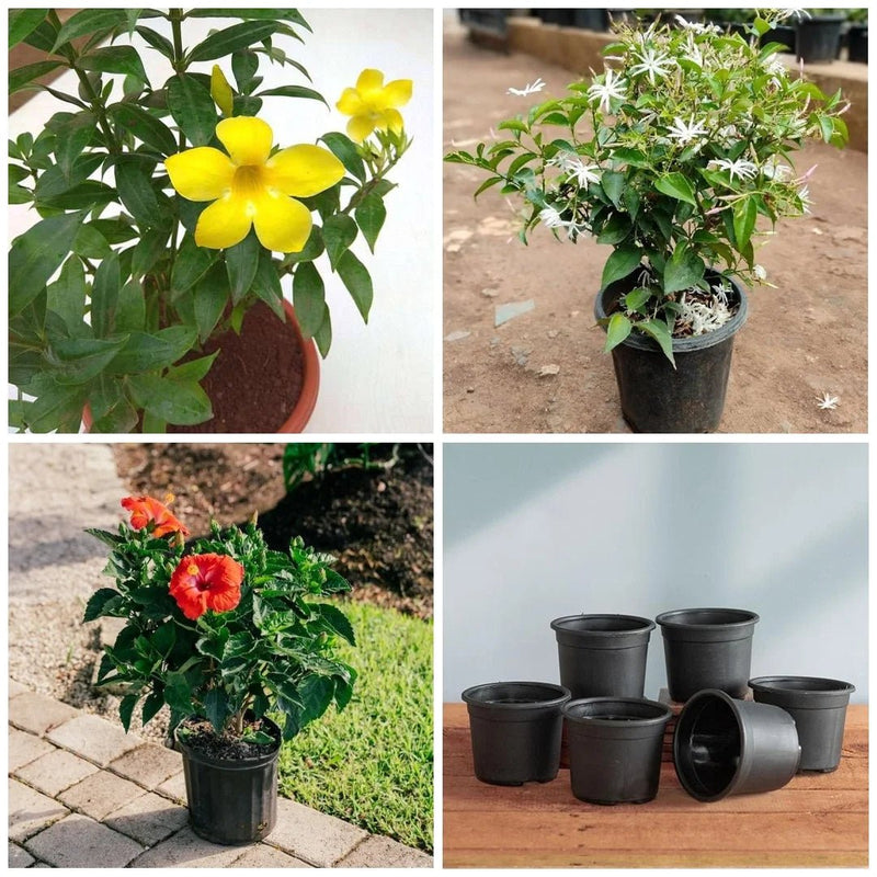 Top 5 Annual Flowering Plants