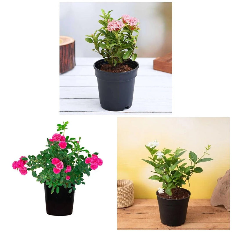 Top 3 Outdoor Flowering Plants