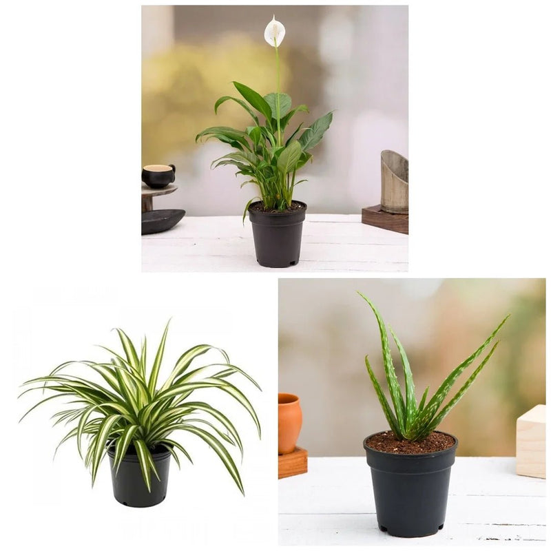 3 Best Plants Indoor to Beat the Air Pollution