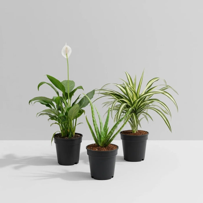 3 Best Plants Indoor to Beat the Air Pollution