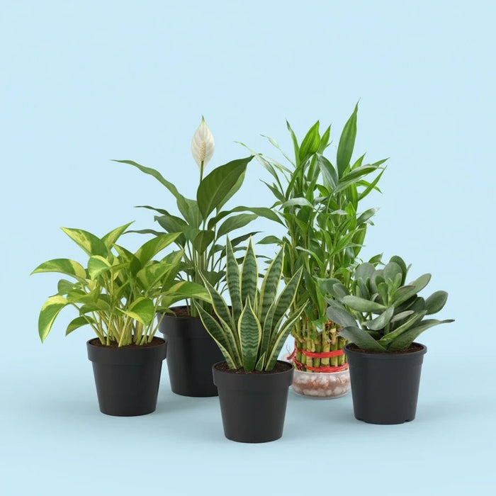 best plants to make money Buy Top 5 Plants to Attract Money online from Nurserylive at lowest price
