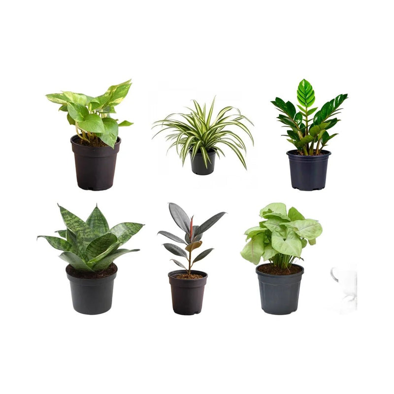 Top 6 Plants for Healthy Lifestyle