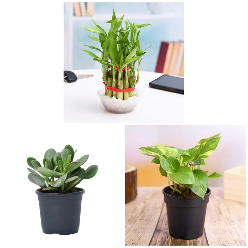 Lucky Money Attracting / Feng Shui Table Top / Office Desk Plants