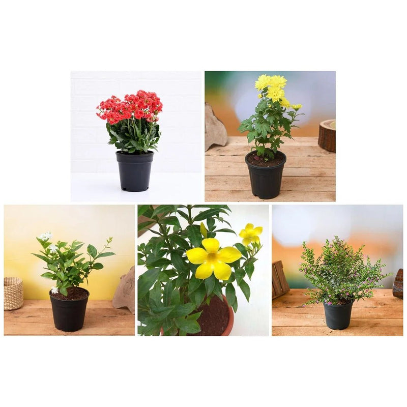 Top 5 Winter Special Flowering Plants