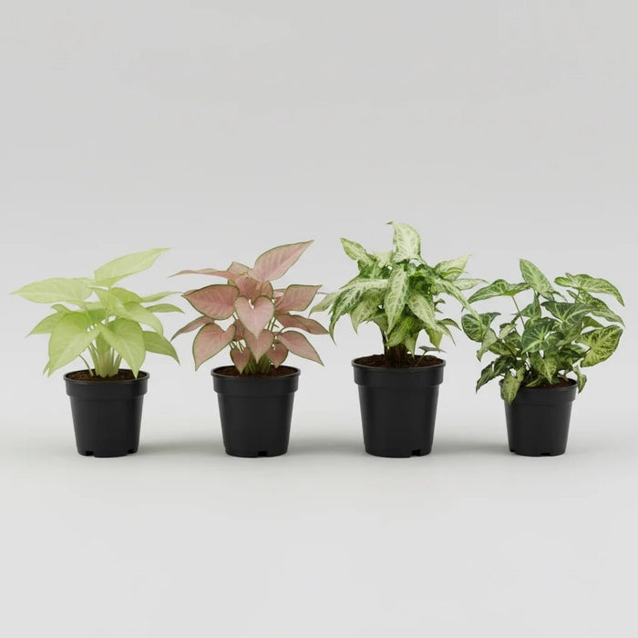 Pack of 4 Syngonium Plants for Forever Green Garden