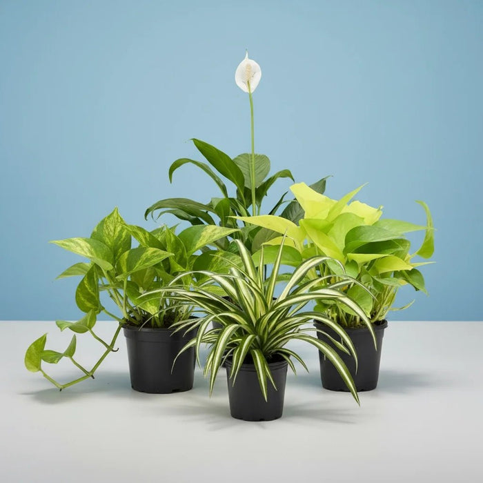 Set of 4 Goodluck Plants for House