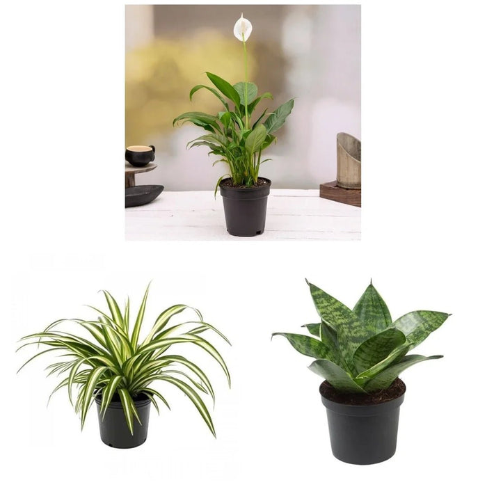 Top 3 Air Purifier Plants Pack