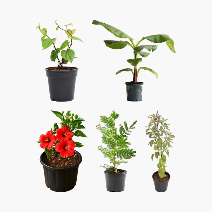 Best 5 Auspicious Plants for Ganesh Pooja