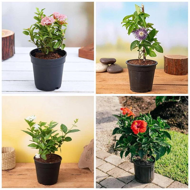 Happy Holi Colorful Plants Pack