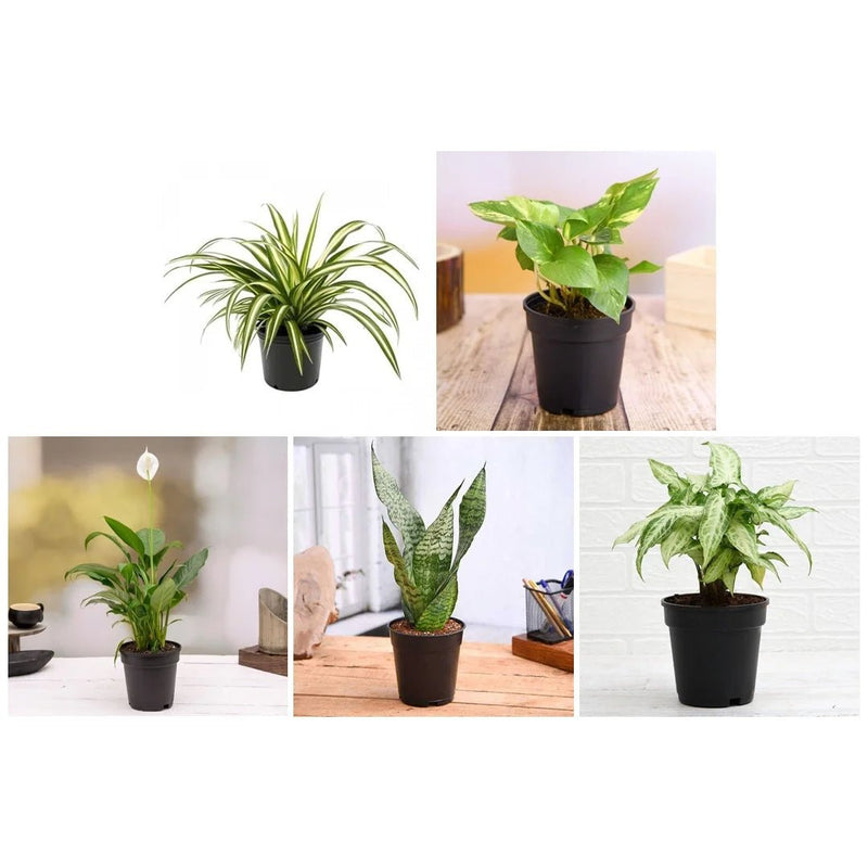 5 Best Indoor Plants Pack