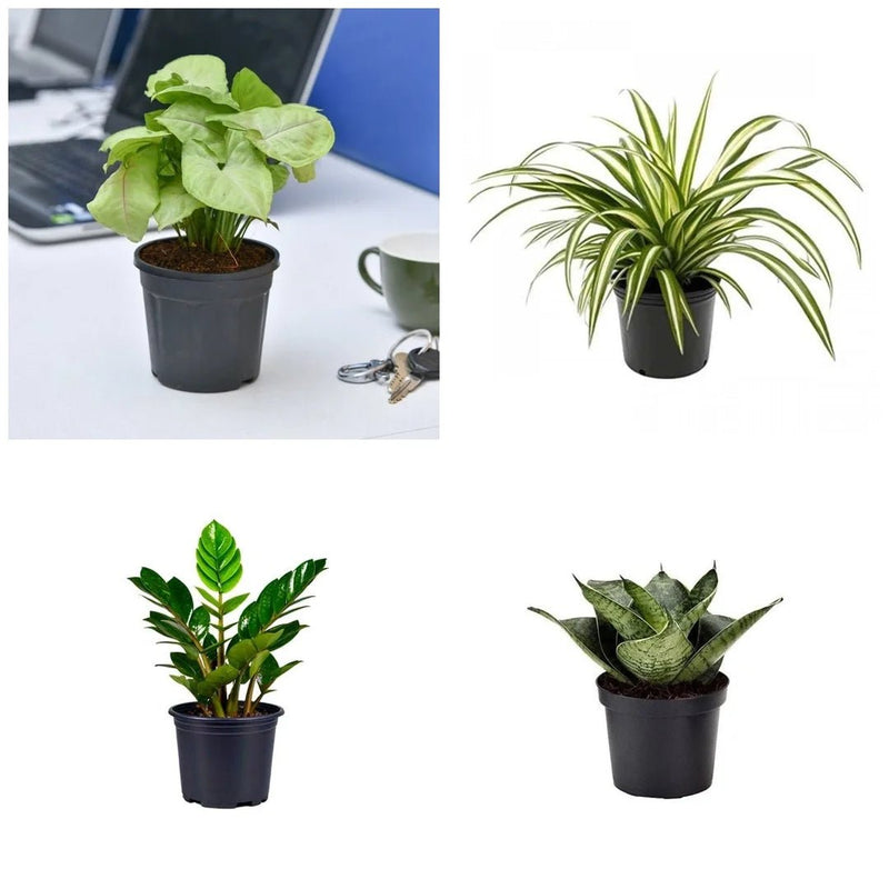 Set of 4 Evergreen Air Purifier Plant Pack