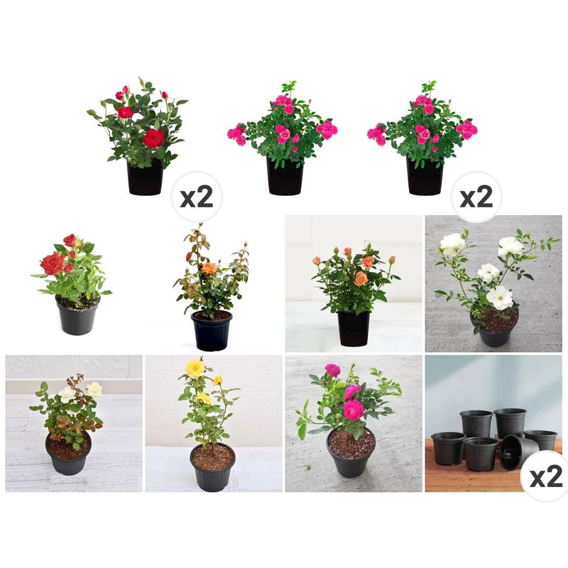 Exotic 12 Roses Garden Pack