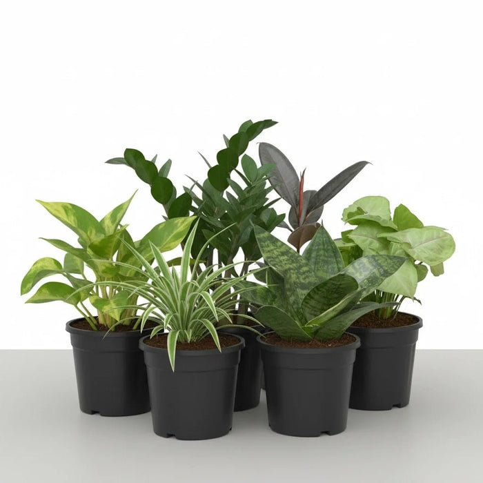 Top 6 Plants for Healthy Lifestyle