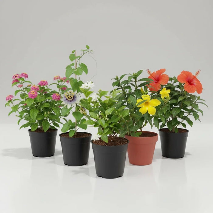 Happy Holi Colorful Plants Pack